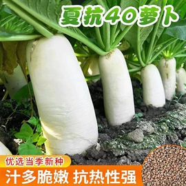 种子;草种子;草坪