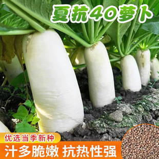 �ļ��͟��Ŀ�40�}���N���}���N���_���Ĳ�������}���N���׻��߲�