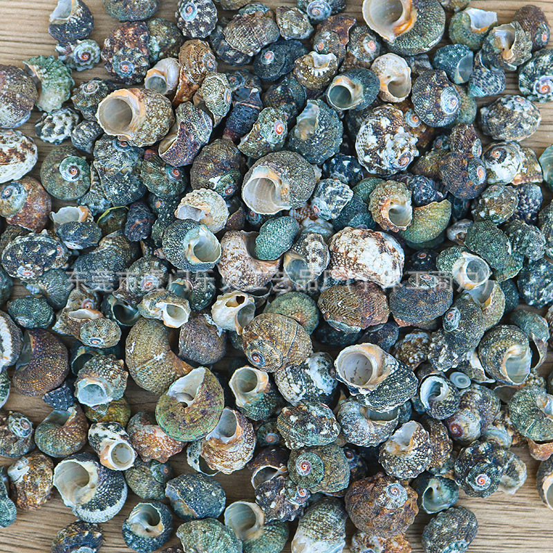 Concha Daquan natural con cera de pescado, materiales decorativos mediterráneos DIY al por mayor