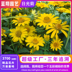 売れ筋商品：日光菊の種子とユリの種子は、鉢植えや地植えに適しており、耐乾性と耐貧栄養性に優れ、庭にも適しています。