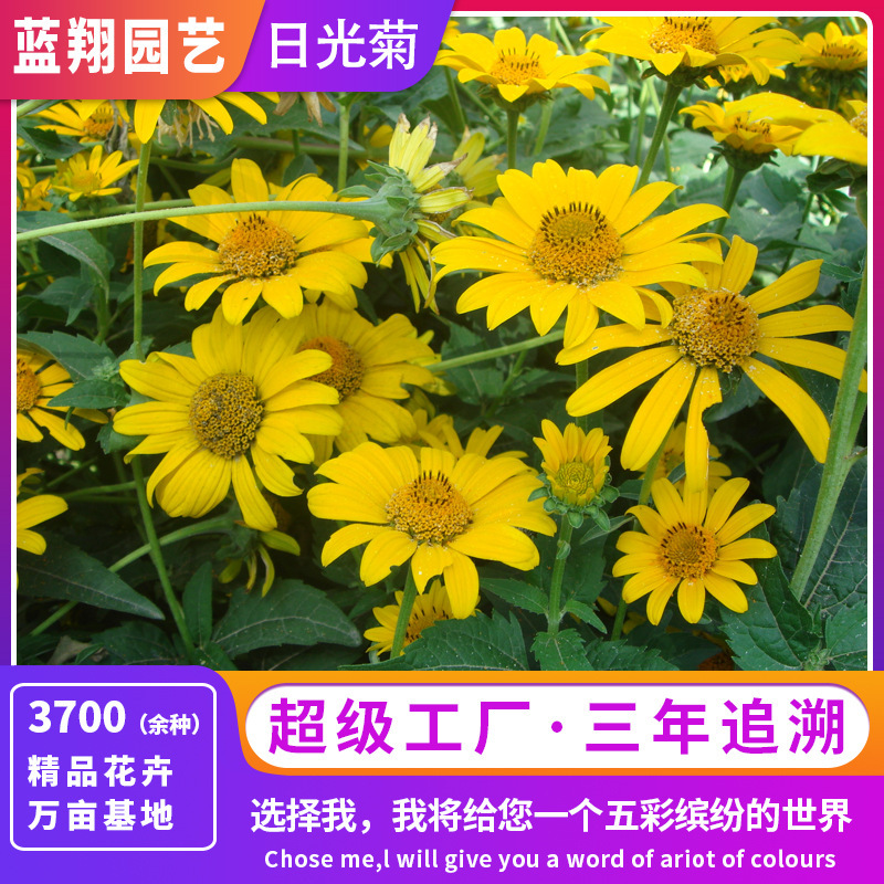 売れ筋商品：日光菊の種子とユリの種子は、鉢植えや地植えに適しており、耐乾性と耐貧栄養性に優れ、庭にも適しています。|undefined
