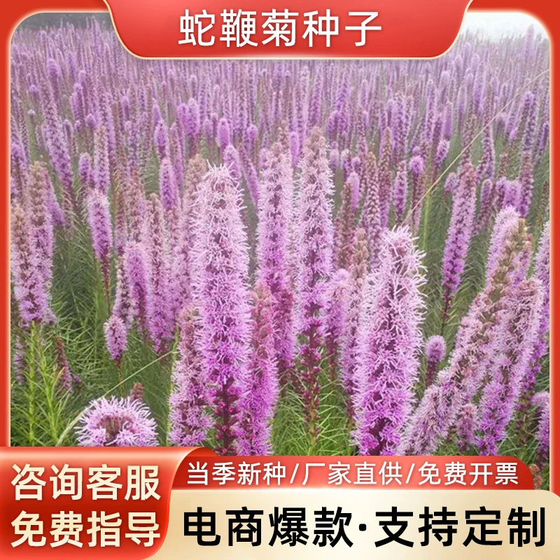 Серпантин парк пейзаж клумба озеленение видов цветов Кирин хризантема Семена пейзаж цветок море многолетние цветочные семена