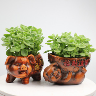 Bonsai with Fragrant Flowers, Free Shipping, Fragrant Pig Fortune Vanilla Succulent Plant, Mosquito Repellent, Insect Repellent, Air Purifying Green Plant Flower