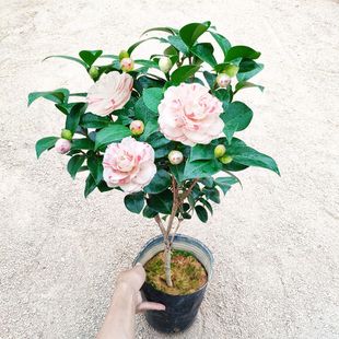 ʮˌWʿ׵ײ軨ڎ҃ļGֲɫɽ軨̨u