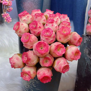 Peach Rose Succulent Plant Egg Indoor Four-Season Radiation-Proof Mountain Rose Cluster Multi-Headed Wine Glass Rose