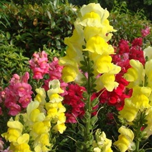 ~N ~ݻɫ ͺ ͥԺ̨Ի