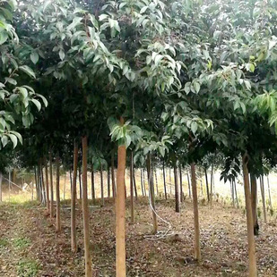 One Piece of Dropshipping for All Year Round Fortune Tree Tall Pole Ligustrum Tree Seedlings Courtyard All Year Round Evergreen Landscape Tree Large Leaf Ligustrum Tree