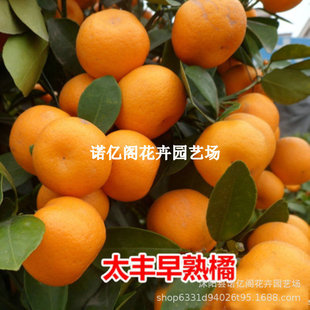 ����ɰ������̫�S���Ә�ɰ���٘�������Խ��Ә����Ϸ����������