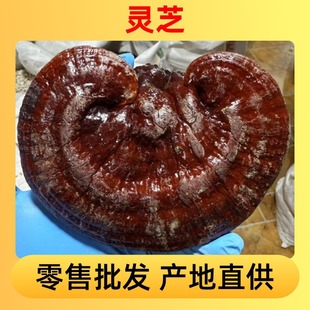 �������l �`֥ �r�aƷ�|���ش� �S��ֱ�� Դ�^؛Դ �`֥