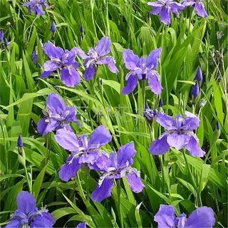 【跨境供货】散装蓝花鸢尾种子 蓝蝴蝶 扁竹花 鸢尾 优鸢尾花扁担