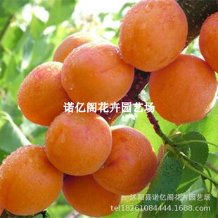 ˮ����޽���͢��÷�Ә���������������Ϸ�����ͥԺ���Ե��Թ���