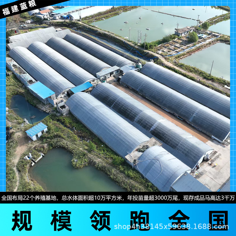 【公母配对】海马干货一对非中药材泡酒非三斑滋补大全泡酒好料|undefined