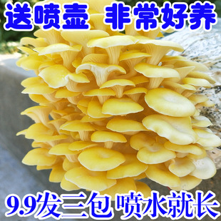 Ģ���Nֲ���N�㹽Ģ��ƽ����ͥ����3����ʳ�þ�����l��������