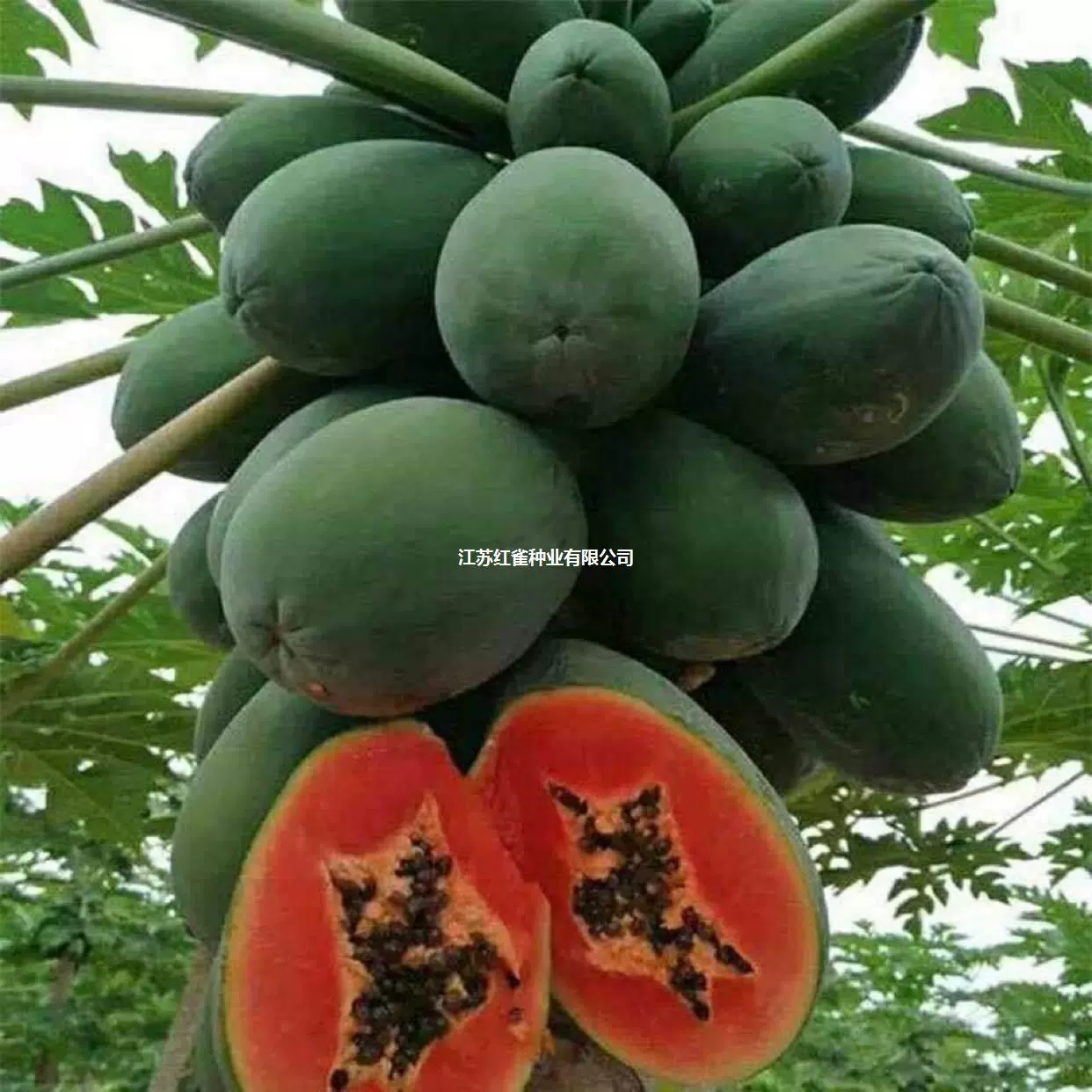 Семена папайи карлик в Four Seasons, большой зеленый красный мясо, красное сердце фрукты, большие виды папайи саженцы, посадка в горшках на юге