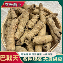 中药材巴戟天批发零售广东道地无硫巴戟天饮片级 量大从优可代发