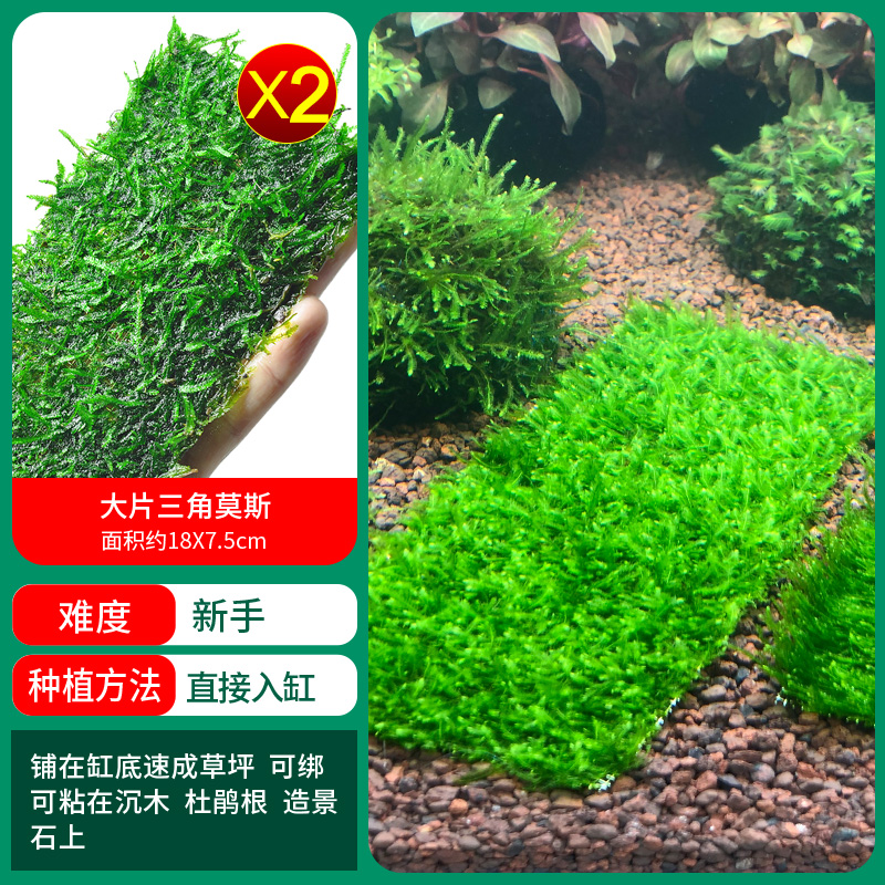 [특가] 빅트라이앵글모스 1개 구매시 2개 증정