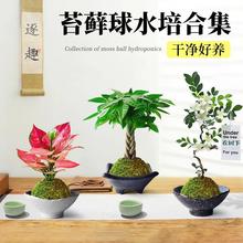 ˮ��ֲ��̦�\���������Բ����[��С�辰��ʽ�U��Gֲ�ļ����˺��B