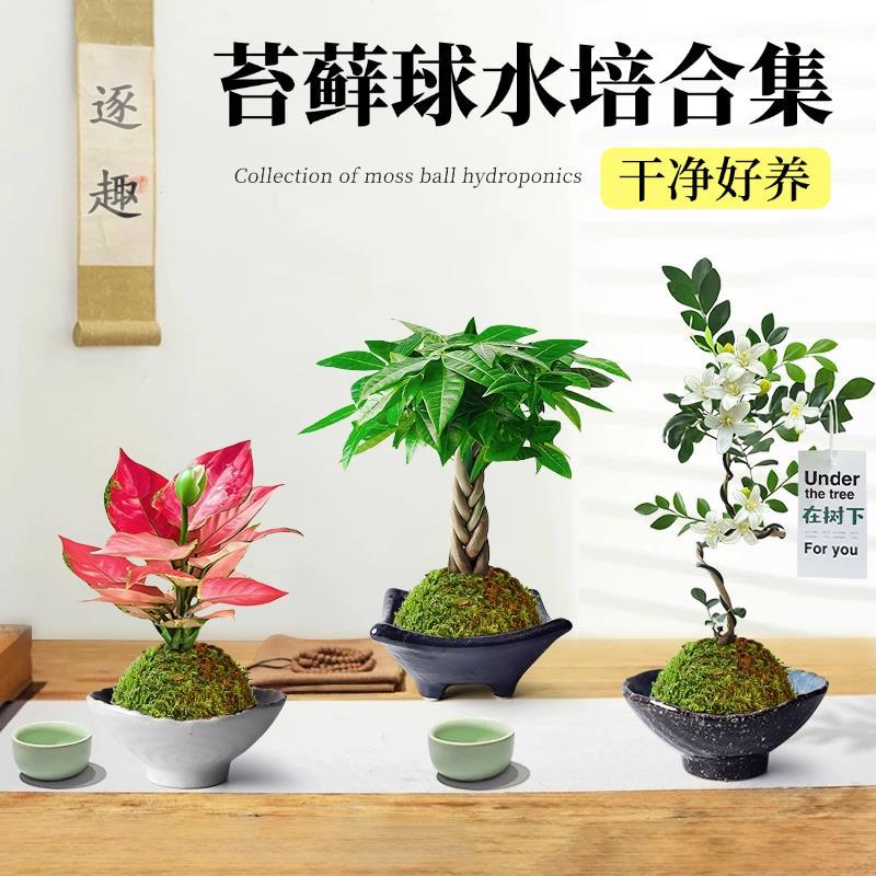 水培植物苔藓球桌面盆栽茶桌摆件小盆景中式禅意绿植四季懒人好养