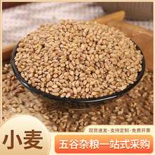 大量批发小麦带皮麦子粒仁麦仁颗粒猫草种子酿酒喂鸽子麦芽50斤