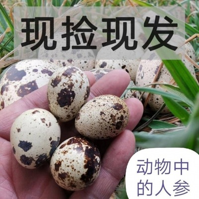Quail eggs[Now pick up the hair] 50 fresh Coarse Cereals Feeding the elderly baby pregnant woman edible Independent Manufactor