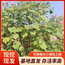 �S�ҹ������ش������l����ľܽ�؅�����ޱ����ľ�ȅ�����ʯ�����l