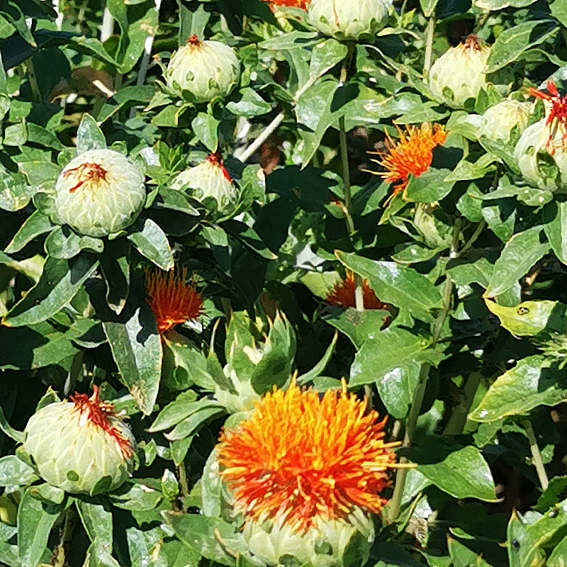 Синьцзянский сафлор, оптовая продажа, казахские гердженцы, десультическая гора, номинальная посадка, натуральный чистый сафлор, сырье, высокое качество