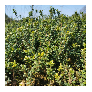 �������l���׶���С�� �G������ ��ľ С�� �Gֲ ��������