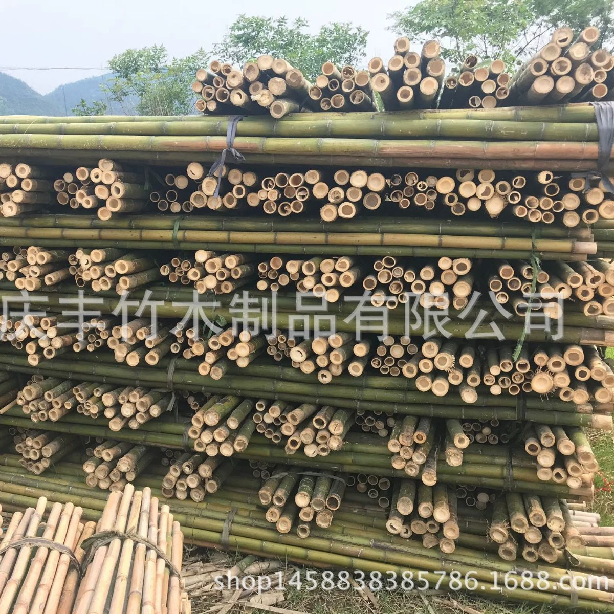 Происхождение поставляет 1,5 м-3 м. Сельскохозяйственная подставка для посадки бамбука Мосо