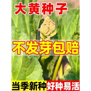 ���S�N�Ӄ��|���R����S�N���ļ��Nֲ�����֪ĸ��������