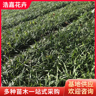 Short Pampas Grass Seedlings Potted Pampas Grass Short Pampas Grass Aquatic Plants Ornamental Grass Perennial Pampas Grass Seed Seedlings