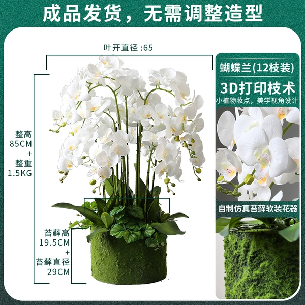 White yellow heart Phalaenopsis 12 sets of moss world