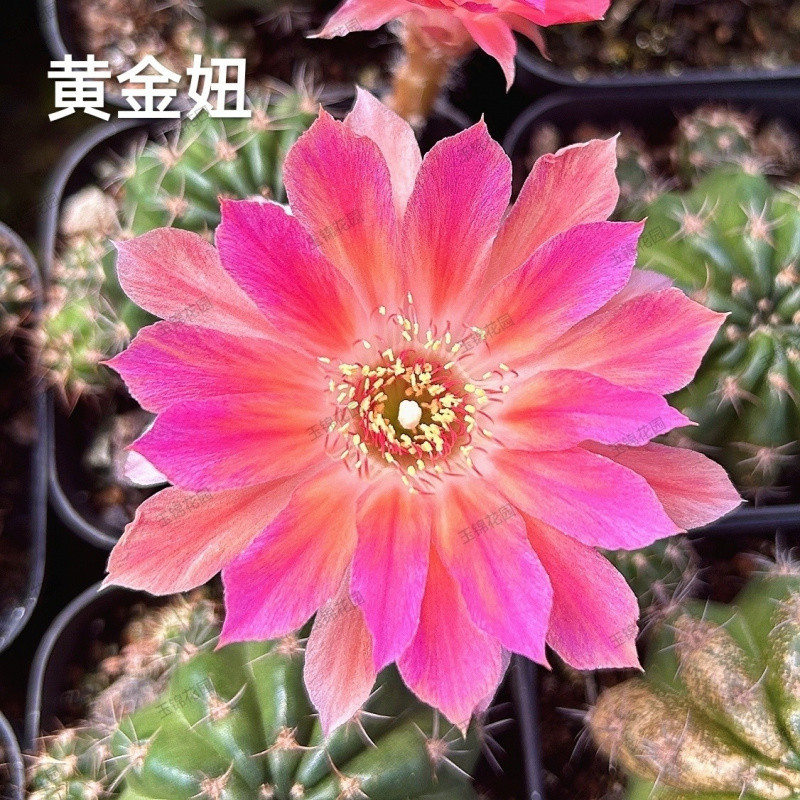 ●■황금아가씨 3-5cm - 랜덤 완구 1개 증정■●