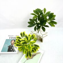 �������_ľ�~С���� �Z��ľ9��ٻ����b�ܛ�b�쾰ֲ�С�Gֲ�~