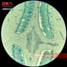 生产厂家 高教 显微镜玻片 生物切片 植物切片 泡桐子房
