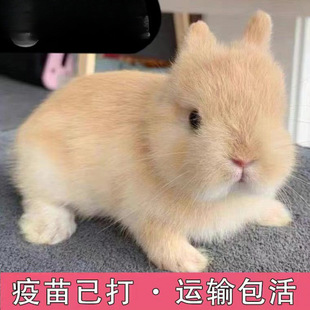 С���ӻ���٪�����L��������С�͹������m�����ò豭�ü��B������