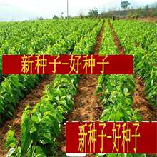 草桑种子嫁接大叶桑树桑树种子农桑果桑强桑养蚕桑树种子