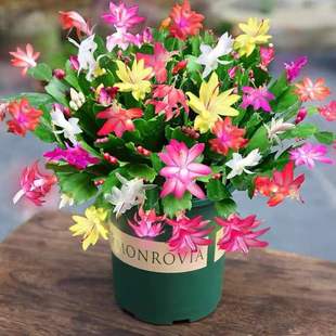 Crab Claw Orchid Potted Plant with Buds Imported New Variety Double Petal Classy Crab Claw Orchid Seedlings Indoor Plants Florals and Green Plants