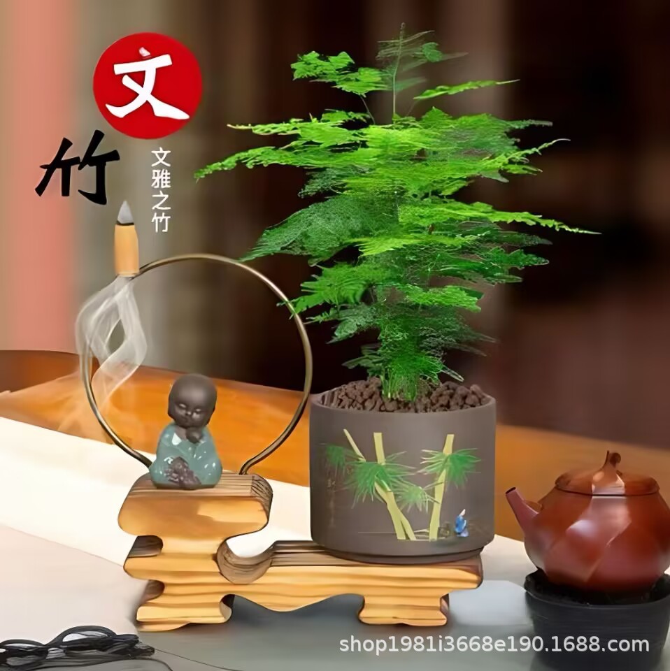 文竹发财树栀子盆栽客厅绿植净化空气四季常青桌面植物盆景花卉