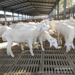 Сβ����N�����һֻ Сβ���������� �d������Bֳ��