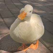 纯种网红宠物柯尔鸭活体白色赛级科尔鸭价格鸭幼崽优质鸭苗鲜活