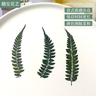 Dried flower embossed wolftail fern fern real leaf collection bookmark plant specimen handmade diy sticker