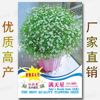 Spring and summer Season One -dollar Easy Seed Vegetable Seed Manufacturer Direct Sales Four Seasons Good Word of Mouth Word Seeds wholesale