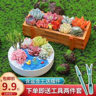 Succulent Indoor Potted Plants, Large and Easy to Grow, High-Quality Succulent Small Potted Plants Including Pots, Cactus Green Plants and Florals DIY