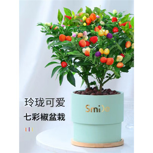 �߲ʽ��������Ԙ��玧����ʳ�����r��ɫ��ʽ����콷�̨���ܾGֲ