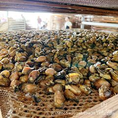 カキ干しカキ干しカキ干しカキ干し海鮮干物