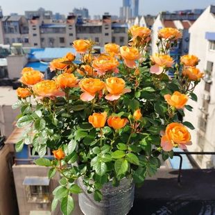 �¼�����֭�̨�ļ��_��ͥԺ���@ֲ�������õ�廨�������Nޱ