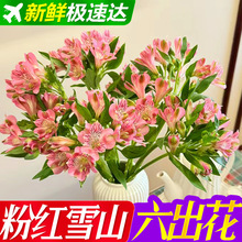 ��ϡ��ɫϵ��������ˮ�ɰٺ��r����ϻ���ֱ�l����ˮ�B�r�л��滨