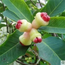 ����ڽ����B�F����Y���ļ�̨��ɏ�F���������ˮ�����ϱ����Nֲ