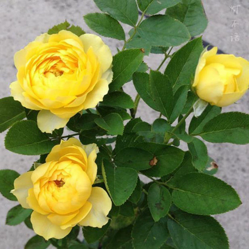 Микро Луна Канарейка Цветение Машина Четыре сезона Цветение Устойчивый к болезням Цветок розы Рассада Желтый Балкон Роза в горшке