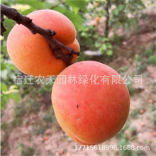 Ә羫Ʒ޽ӾϷNֲdԹ箔Y